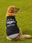 Pet Cloth Dark Blue Colour 5Xl- Size  CQ377B